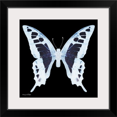 Miss Butterfly Cloanthus Sq - X-Ray Black Edition