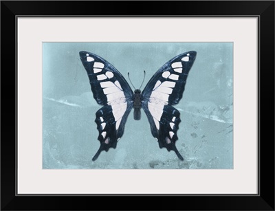 Miss Butterfly Cloanthus - Turquoise