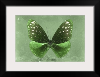 Miss Butterfly Euploea - Green