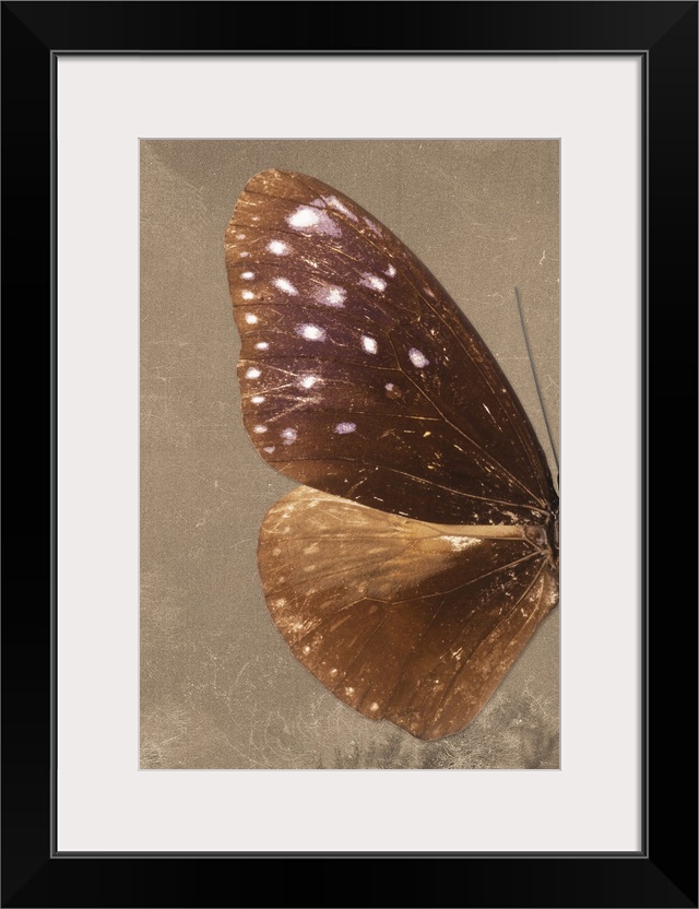 Half of a butterfly on a brown sparkly background.