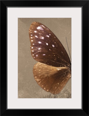 Miss Butterfly Euploea Profil - Caramel