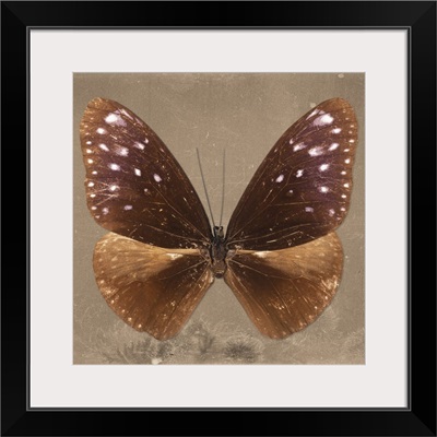 Miss Butterfly Euploea Sq - Caramel