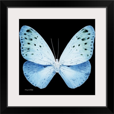 Miss Butterfly Euploea Sq - X-Ray Black Edition