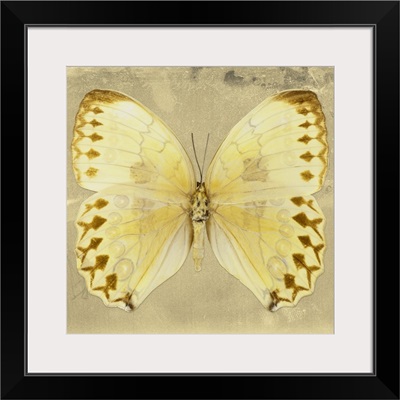 Miss Butterfly Formosana Sq - Yellow
