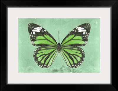 Miss Butterfly Genutia - Green