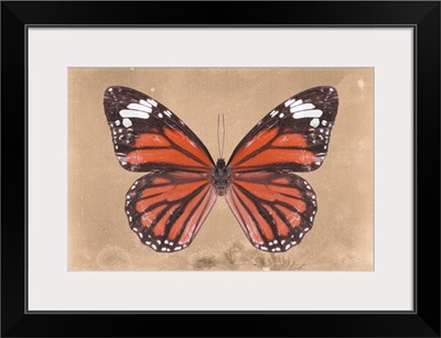 Miss Butterfly Genutia - Orange