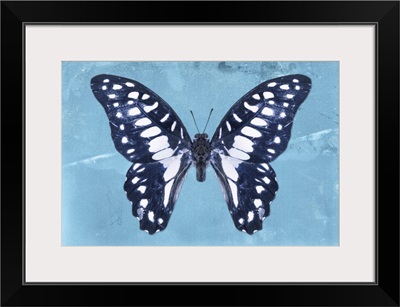 Miss Butterfly Graphium - Blue