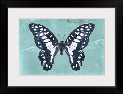 Miss Butterfly Graphium - Turquoise