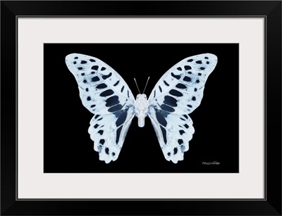 Miss Butterfly Graphium - X-Ray Black Edition