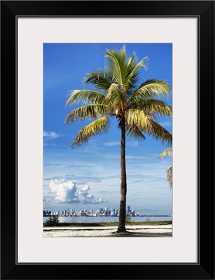 Palm Tree overlooking Downtown Miami