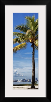 Palm Tree overlooking Downtown Miami, Florida