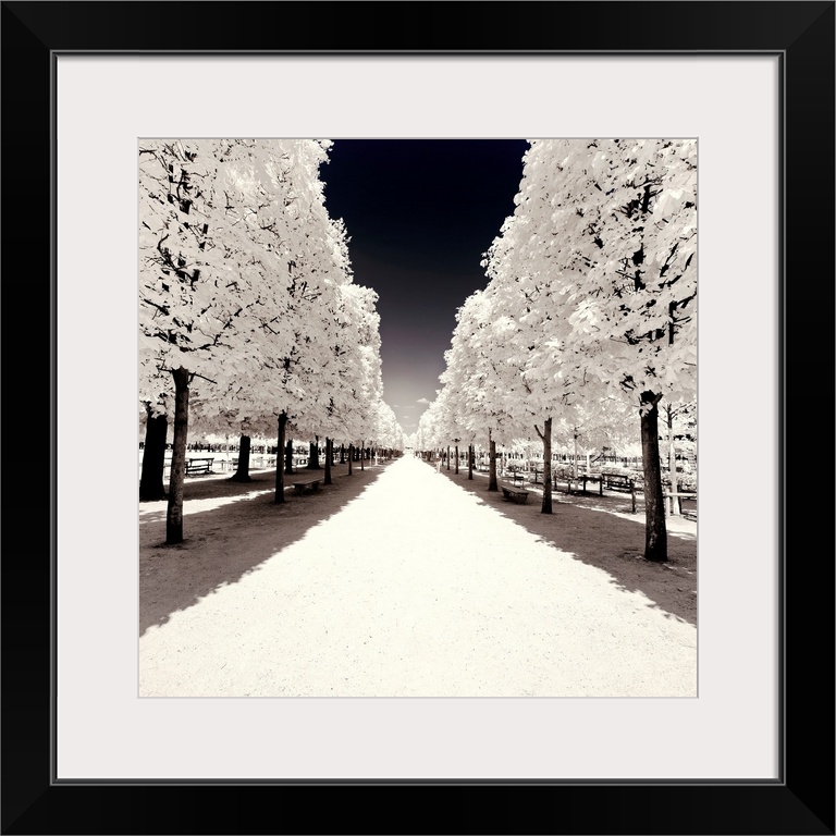 It's a winter landscape with a symmetrical tree alley in the Tuileries garden in Paris. The trees have white leaves froste...