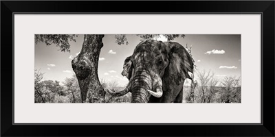 Portrait of African Elephant in Savannah Black and White