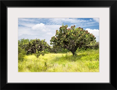 Prickly Pear Cactus II