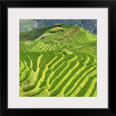 Rice Terraces, Longsheng Ping'an, Guangxi