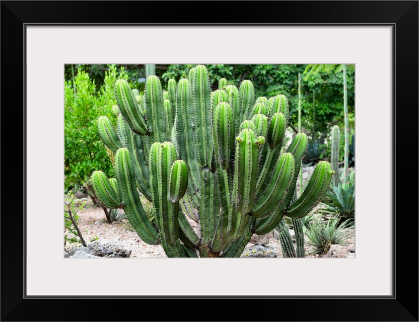 Photograph of a saguaro cactus in the Mexican desert. From the Viva Mexico Collection.