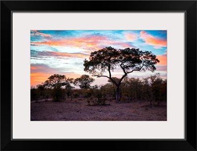 Savanna Trees at Sunrise II