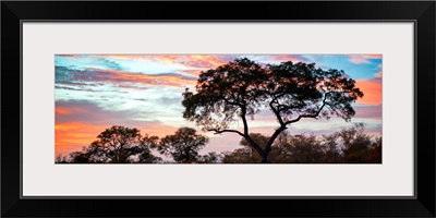 Tree Silhouetted at Sunset