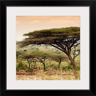 Umbrella Acacia Tree at Sunset