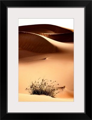 Wild Sand Dunes - Persian Orange