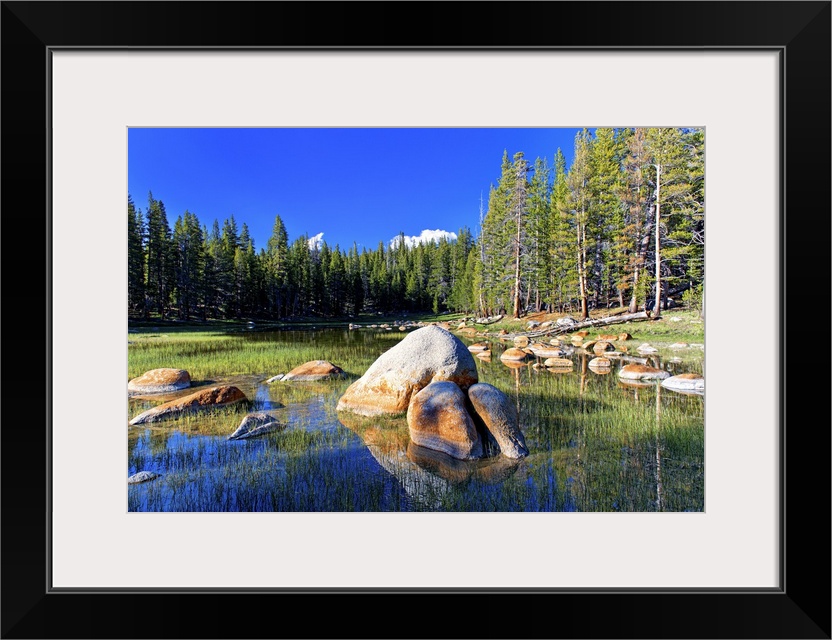 Rocks in a pond in the center of a forest of pine trees in Yosemite National Park in California.