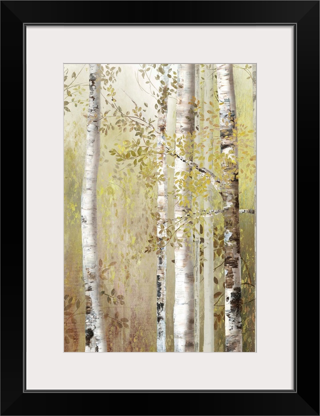 Several slender white birch trees in a forest in neutral tones.