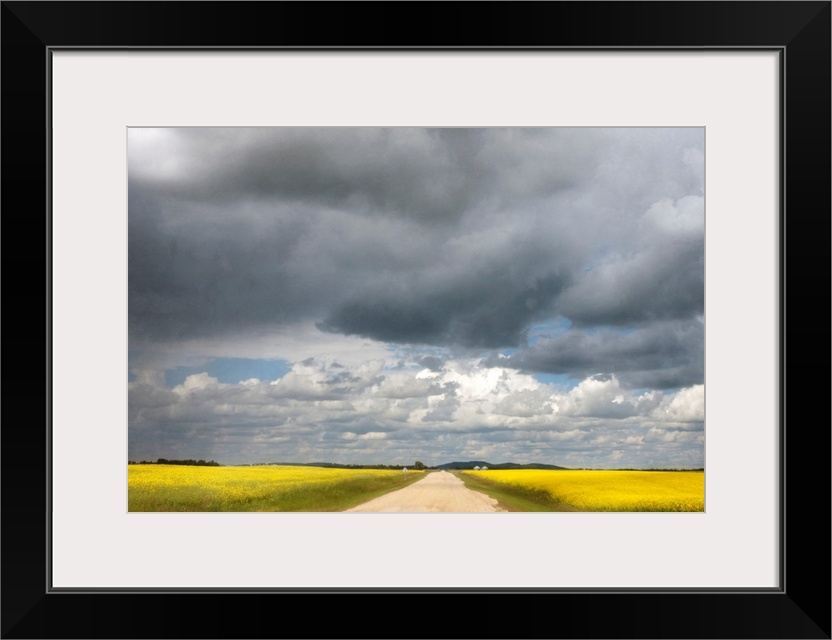 A gravel road through canola crop farmland.