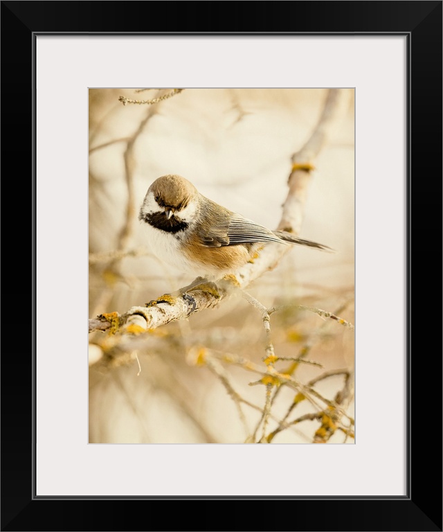 Photograph of a Boreal Chickadee on a branch.