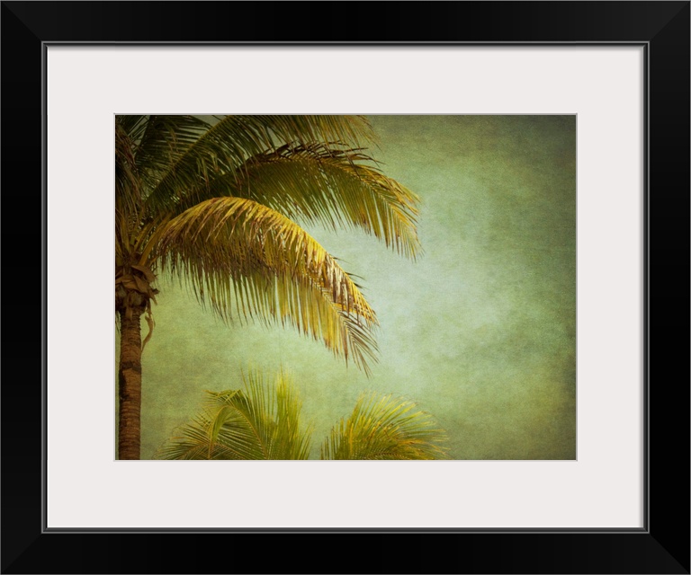 Coconut Palms