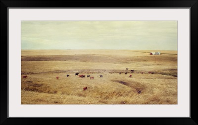 Cows In The Coulee