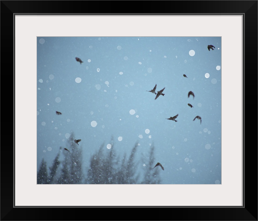 A flock of birds flying in the sky among falling snow.