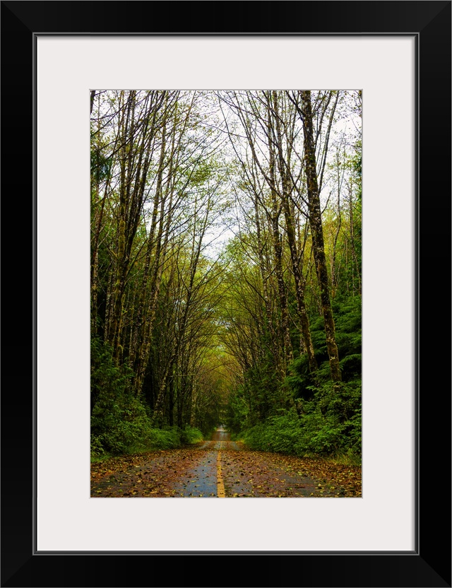 A long leaf covered road through the forest. Alberta, Canada.