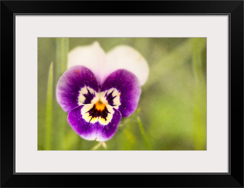 A close-up photo of a pansy against of blurry green background.