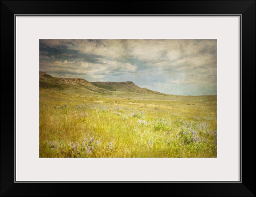 Wildflowers bloom in the prairie grasses of Alberta near a historic buffalo jump.