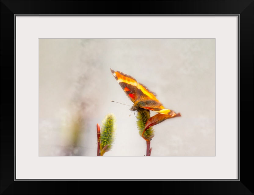 A photograph of a butterfly sitting on a flower with a blurred background.