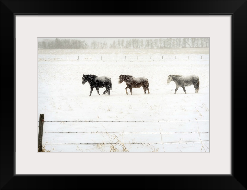 Three horses brave the cold snowy weather on the prairies.