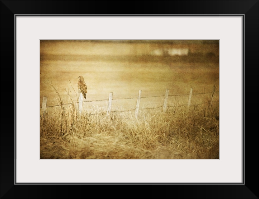 Pictorialist photo of a large hawk on a fencepost on a prairie farm.