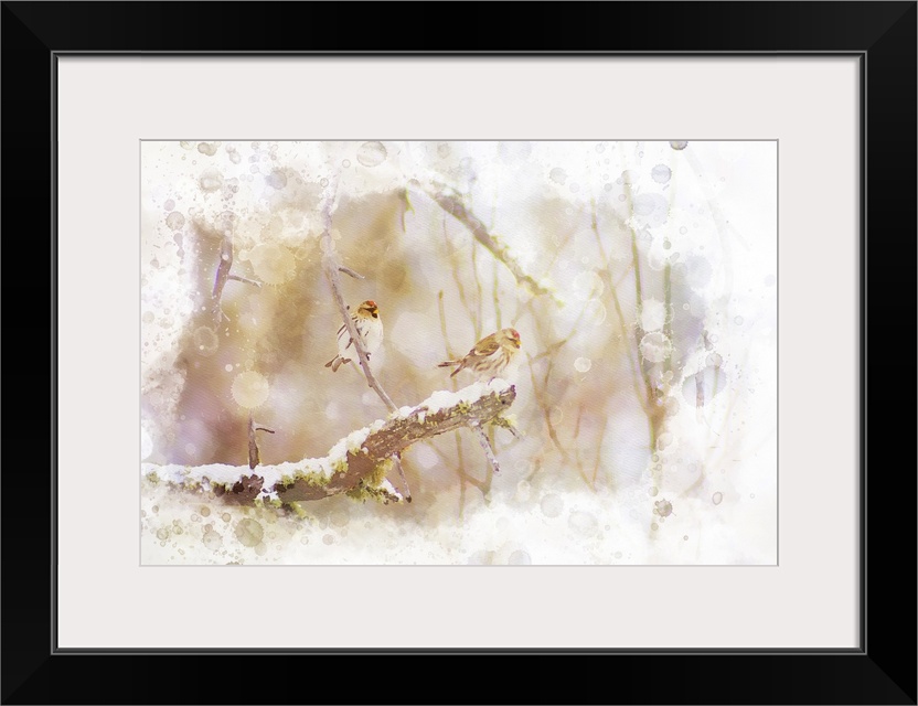 Digital watercolor of two Common Redpolls in a snowy tree.