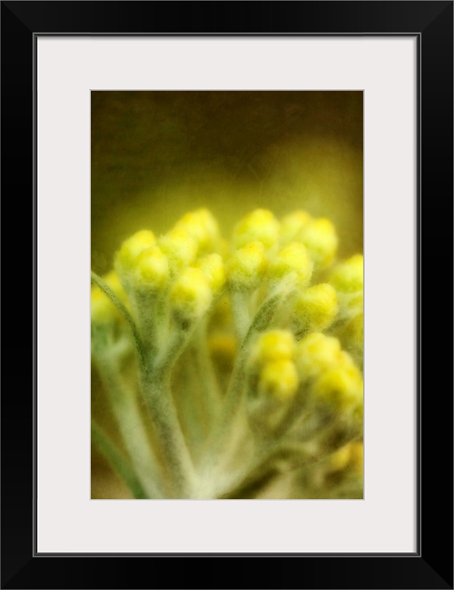 A stalk of yellow flower buds about to open.