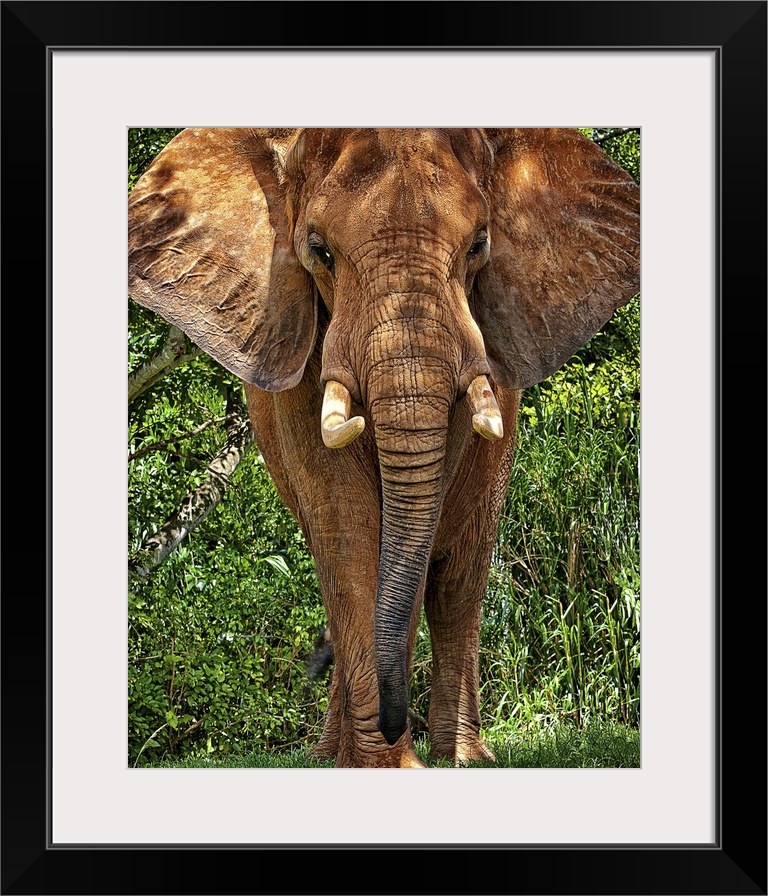 African Elephant