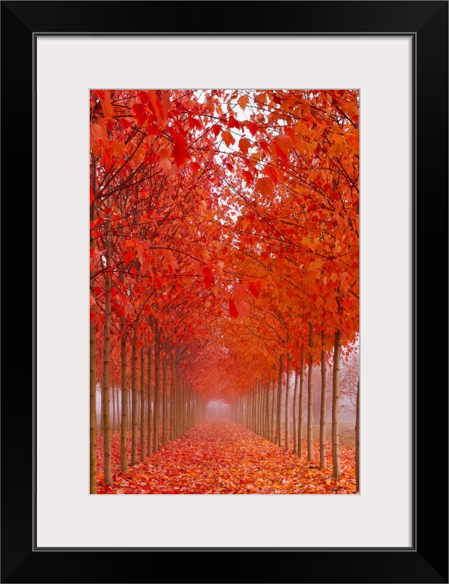 A path covered in leaves between a row of thin trees in brilliant orange fall color.