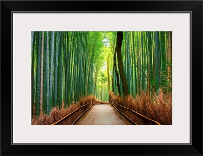 Bamboo Forests of Kyoto