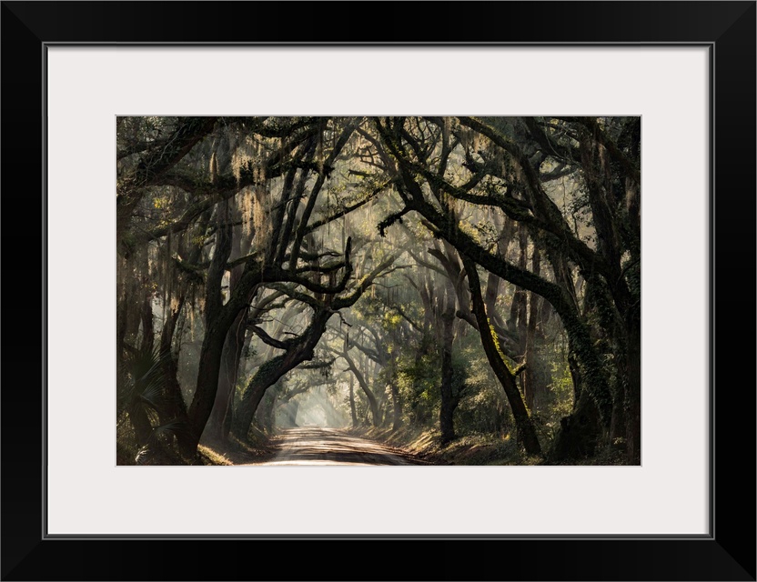 Pathway through a forest full of large, dark trees.