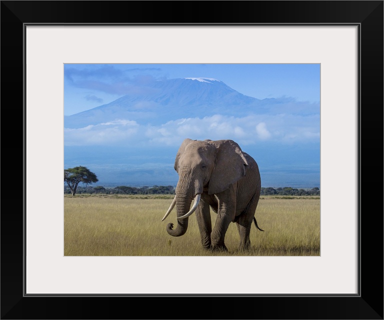 An African Elephant walking in the plains with Mount Kilimanjaro in the distance.