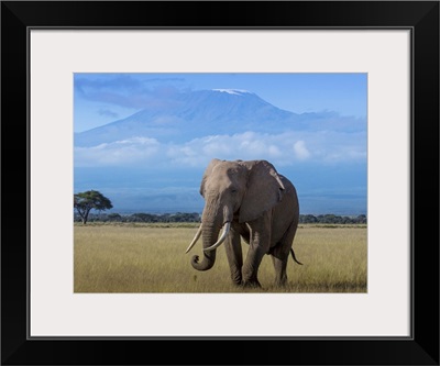 Elephant in the Shadow of Kilimanjaro