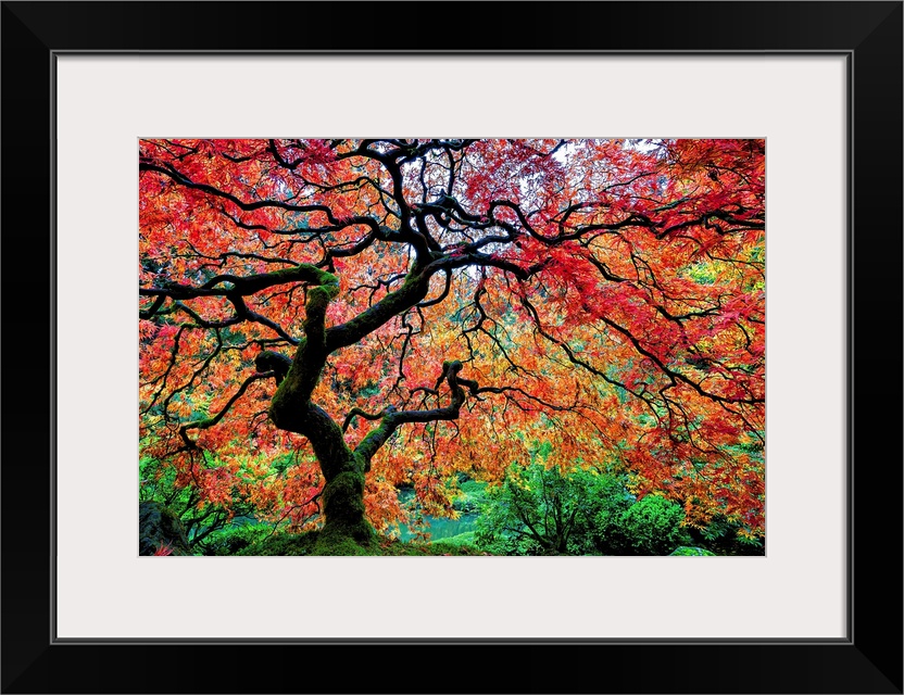 Maple tree in the Japanese Garden in Portland, Oregon.