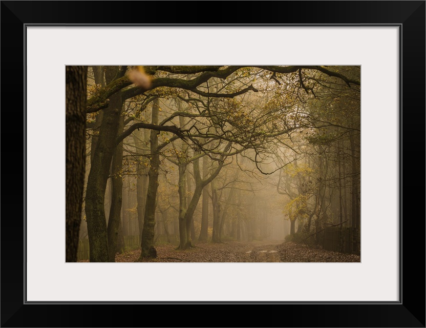 The woods on a foggy autumn day.