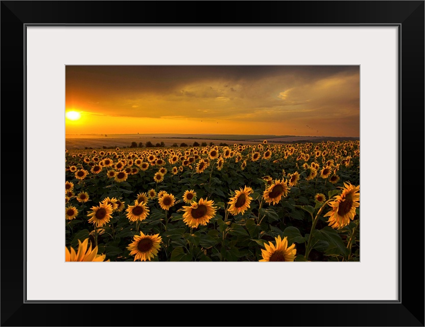 Very beautiful and dramatic sunset sunflower field.