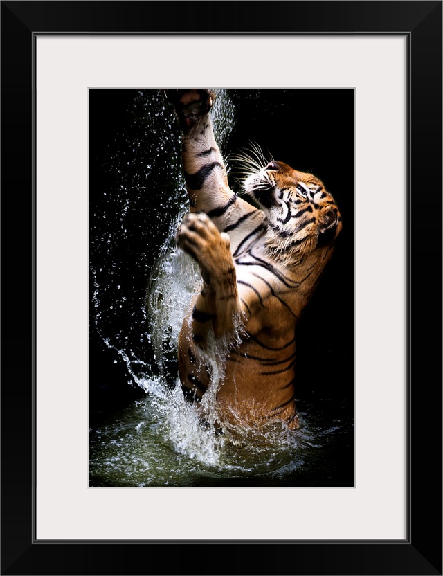 A tiger leaping out of the water, reaching up with its paws.