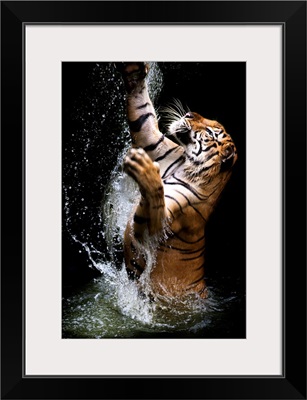 Jumping Tiger